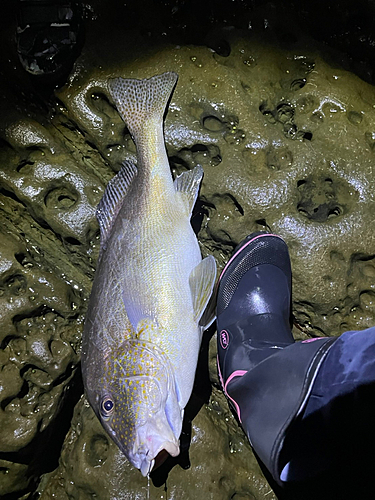 コロダイの釣果