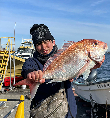 マダイの釣果