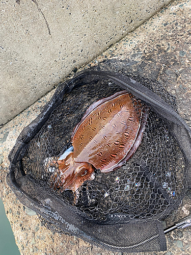 モンゴウイカの釣果