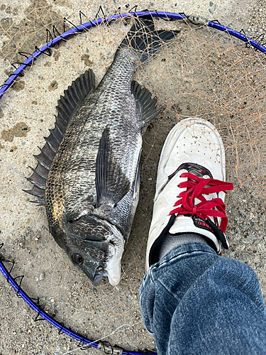 チヌの釣果