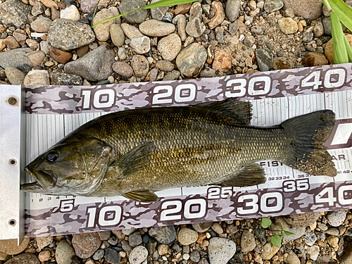 スモールマウスバスの釣果