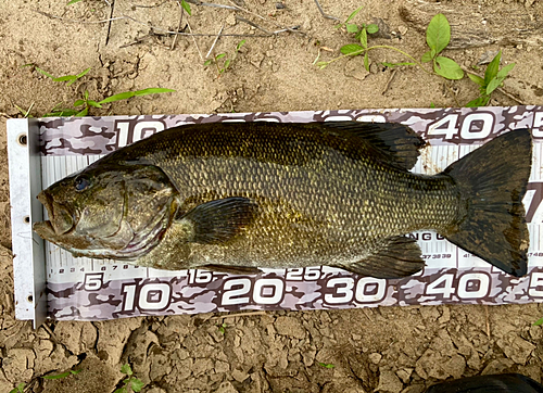 スモールマウスバスの釣果