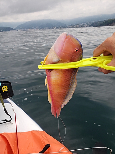 ウマヅラハギの釣果