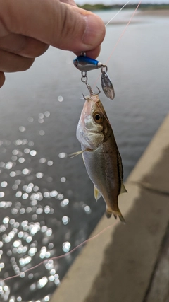 釣果