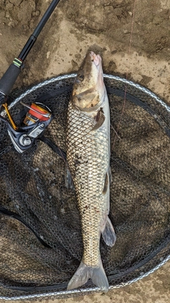 ニゴイの釣果