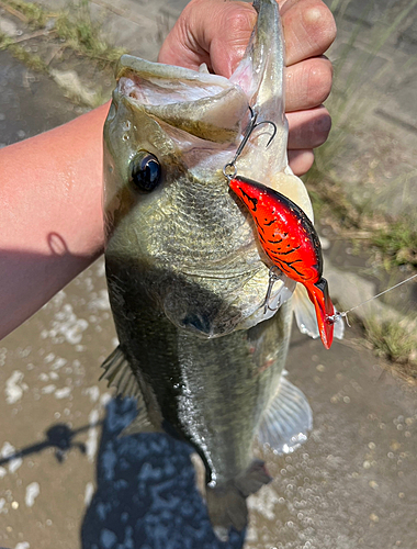 ラージマウスバスの釣果