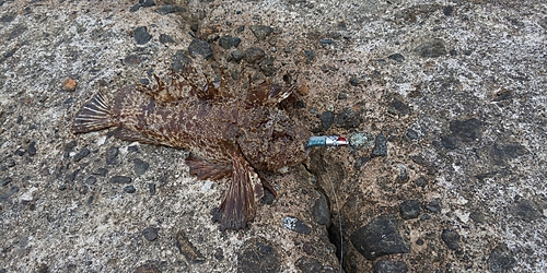 オニオコゼの釣果