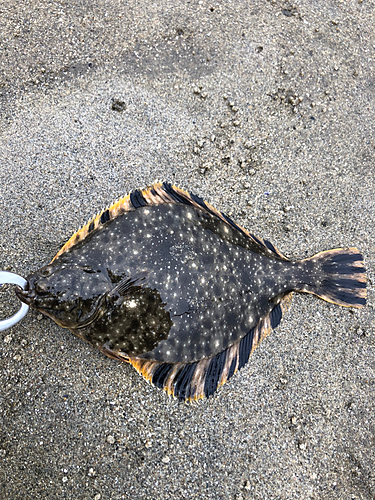 カレイの釣果