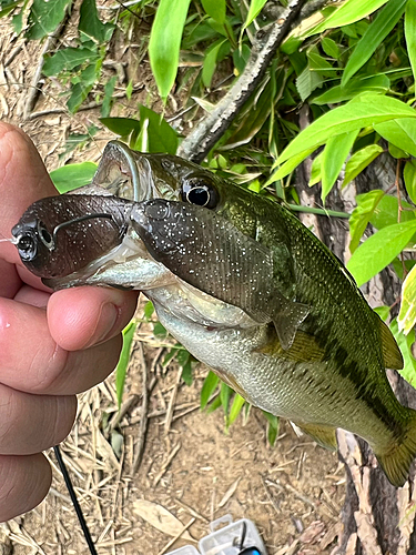 ラージマウスバスの釣果