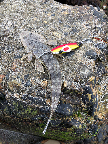 マゴチの釣果