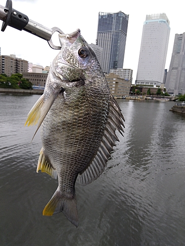 キビレの釣果