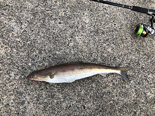 マエソの釣果