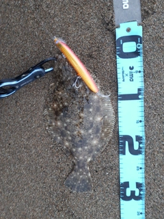 ソゲの釣果