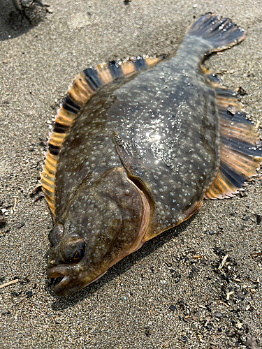 カワガレイの釣果