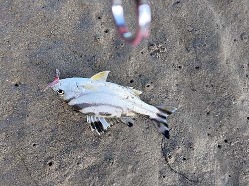 コトヒキの釣果