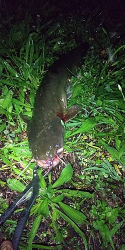 マナマズの釣果