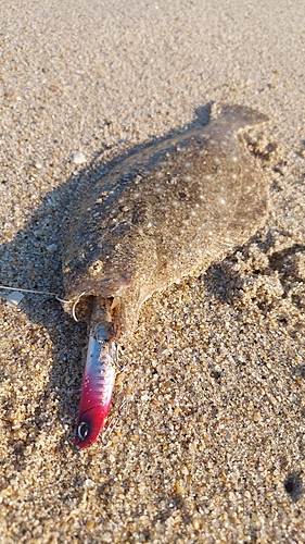 ヒラメの釣果