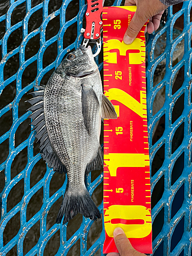 クロダイの釣果