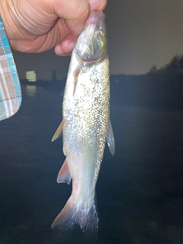 ウグイの釣果