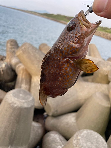 キジハタの釣果