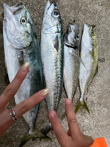 イナダの釣果