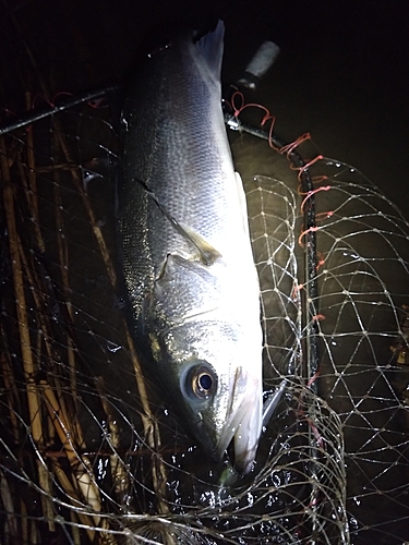 スズキの釣果