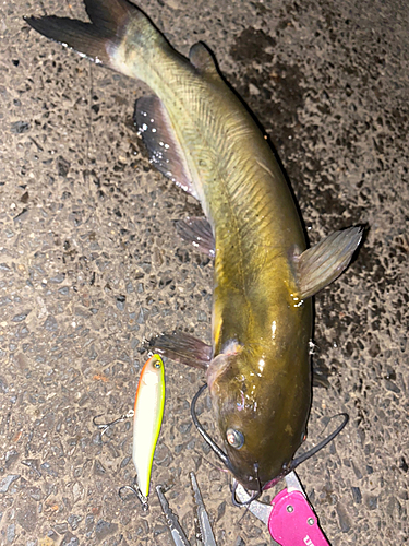 アメリカナマズの釣果