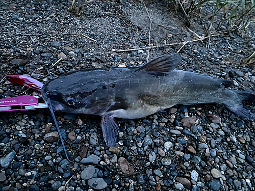 アメリカナマズの釣果