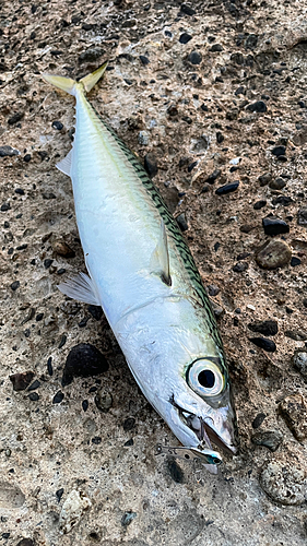 サバの釣果