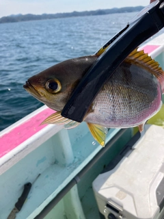 イサキの釣果