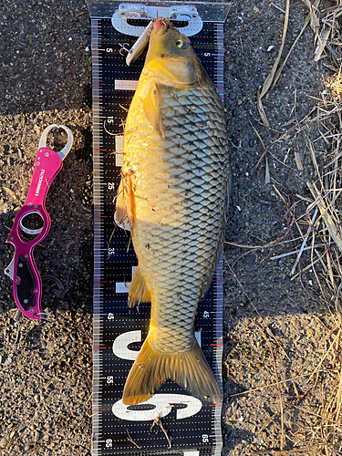 コイの釣果