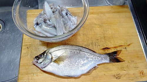 タナゴの釣果