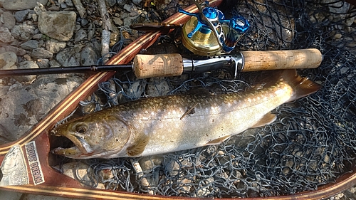 アメマスの釣果