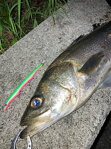 シーバスの釣果