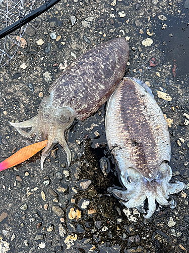 コウイカの釣果