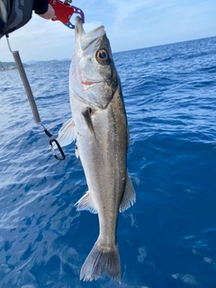 スズキの釣果