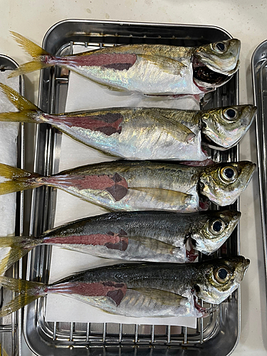 アジの釣果