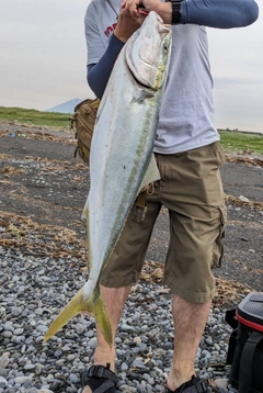 ブリの釣果