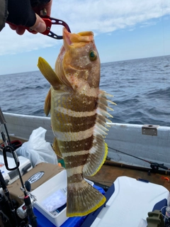 アオハタの釣果