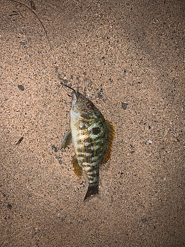 ハマフエフキの釣果