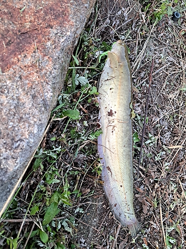 ナマズの釣果