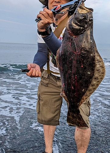 ヒラメの釣果