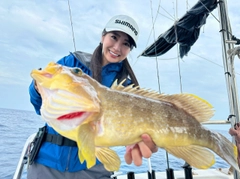 アオハタの釣果