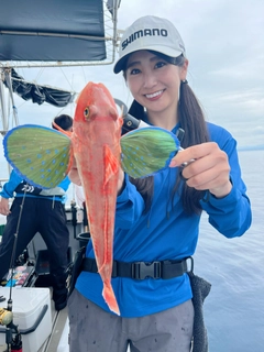 ホウボウの釣果