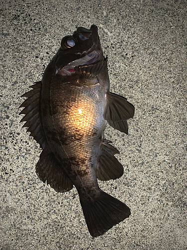 メバルの釣果