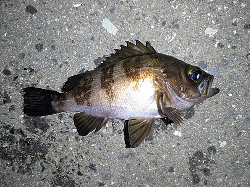 メバルの釣果