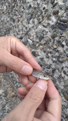 シロギスの釣果