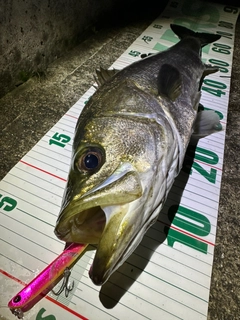 シーバスの釣果