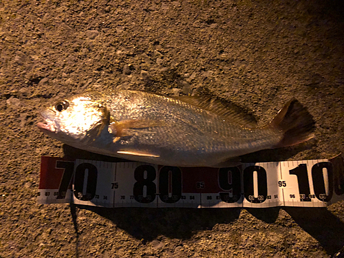 シログチの釣果