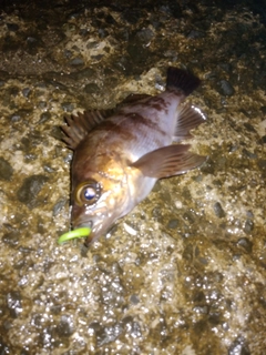 シロメバルの釣果